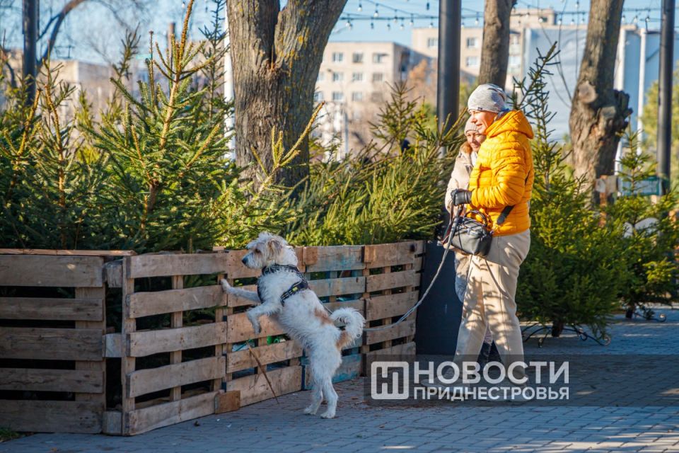 ������� ������ ��������� 20 �������