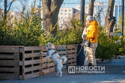 Ёлочные базары откроются 20 декабря