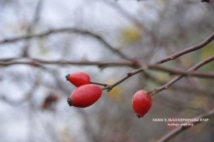 ������� ����!. ������� ������ �� �������, 17 �������