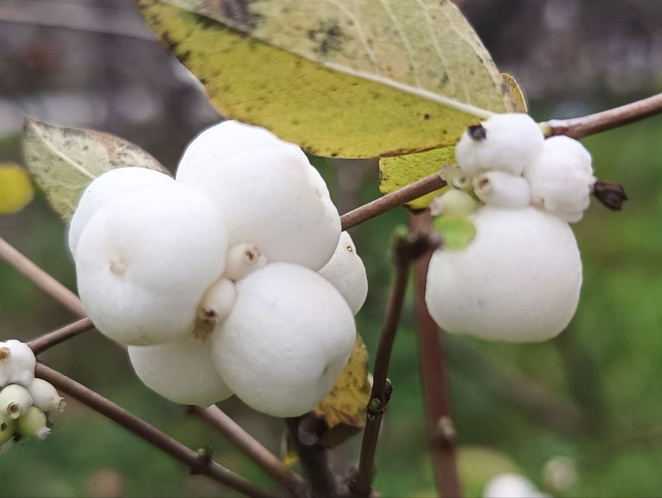 Вторая половина декабря: первые заморозки уже были, а снега всё нет