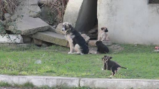 Вот эта милота кошмарит жителей улицы Крянгэ в Бендерах