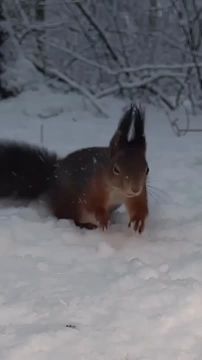 �������� �������� ������, ��� ������ �����, ������ � ������ ������� �� ���