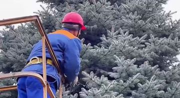 Энергетикам Молдавской ГРЭС потребовался кран с люлькой, чтобы украсить гирляндой ёлку рядом со станцией