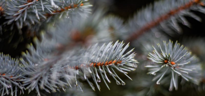 Праздники с законной ёлкой