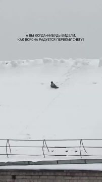 Ворона нашла лучший антидепрессант – свежевыпавший снег