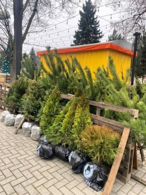 В столичном сквере Авиаторов открылся ёлочный базар