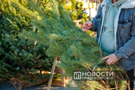 Где легально купить новогоднюю ёлку?