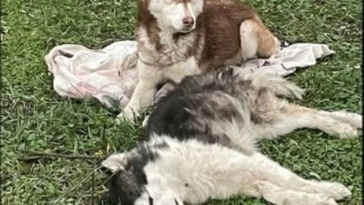 ���������� ������: ����� �� ������� �� ������� �������, ������� ���� ����������