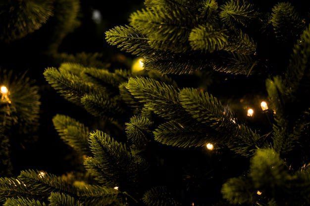 Легально купить ёлку можно только на официальных ёлочных базарах и в лесничествах