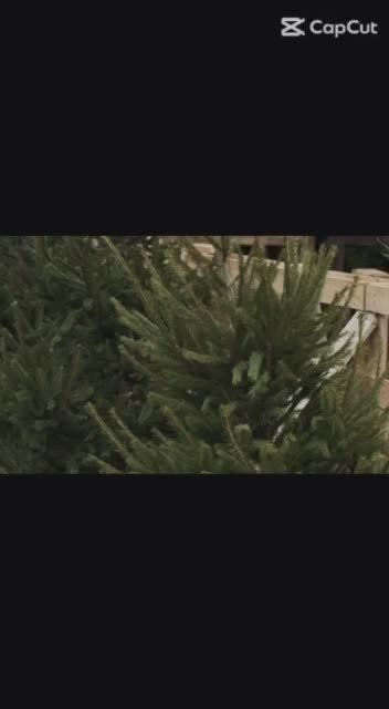 В сквере Авиаторов пышные, ароматные ёлки уже создают новогоднее настроение