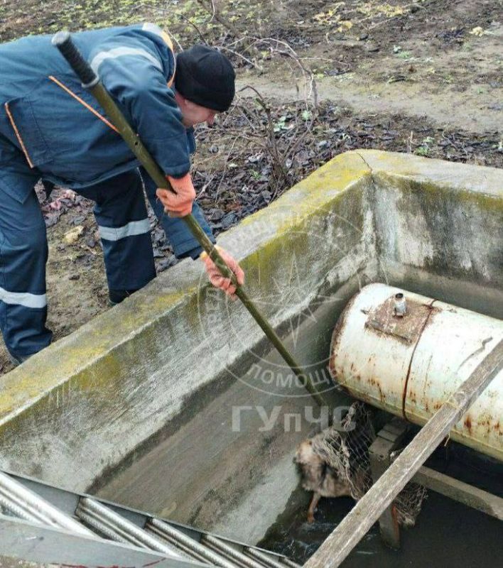 Спасённые животные, опасный глоток и кража у собственной дочери — сводка МВД и ГУпЧС