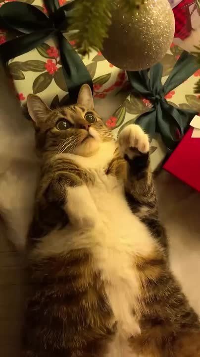 ���� �� ���������� ���� �������