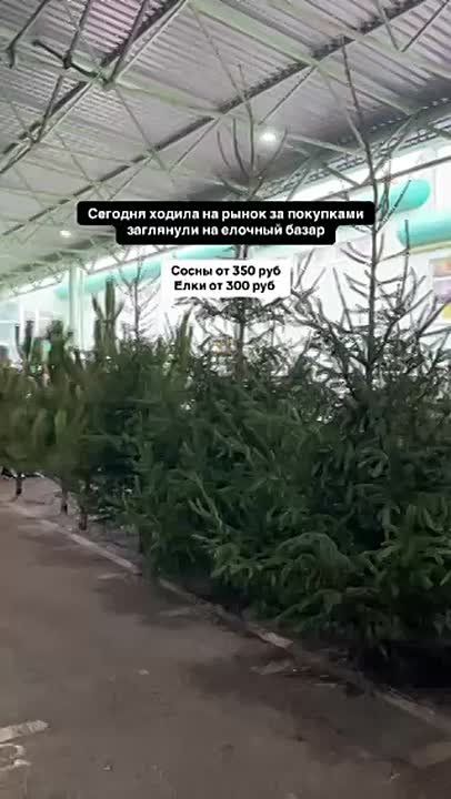 ������ �� ���� �� ������ ����� �� 300 ������