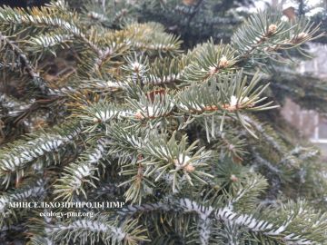 Доброго утра!. Прогноз погоды на сегодня, 29 декабря