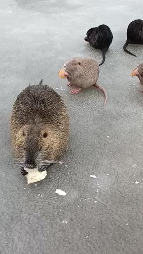 ������� ���. ����� ������ ��������� ������ �� �������� ����� � ����������� (��������� �����)