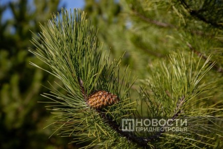 52-летняя жительница Слободзейского района решила подзаработать на продаже незаконно срезанных сосновых веток