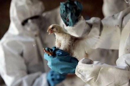 В Молдове уничтожили 110 тысяч птиц из-за опасного вещества