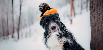 ���������� � ������ ����: ������� ����������