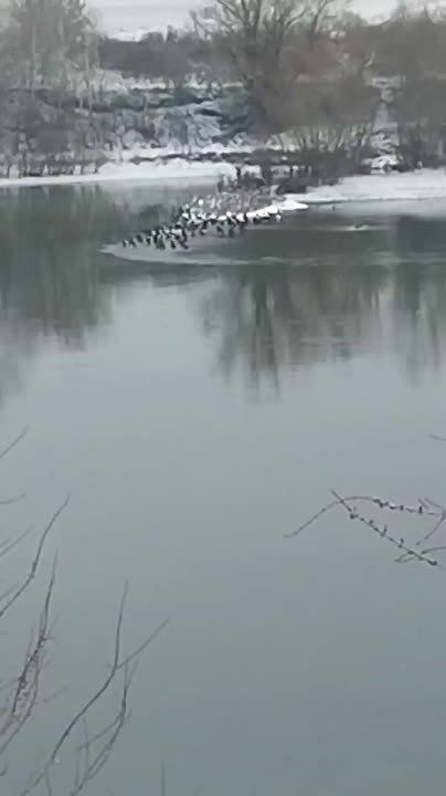Видео от подписчиков: на Днестре замечена стая пингвинов? Или всё-таки это утки?