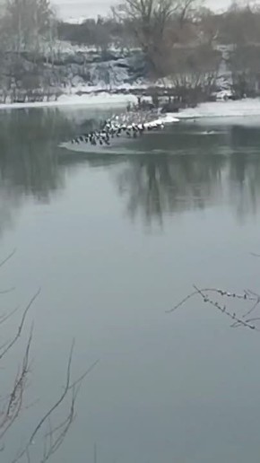 Видео от подписчиков: на Днестре замечена стая пингвинов? Или всё-таки это утки?