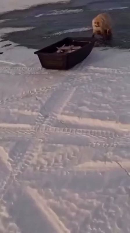 «Оборзела лиса, блин»: наглая рыжая хищница попыталась своровать весь улов у рыбаков в Астане