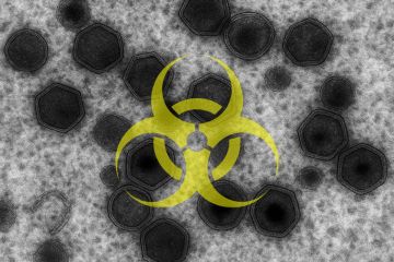 География африканской чумы свиней в соседней Молдове продолжает расширяться