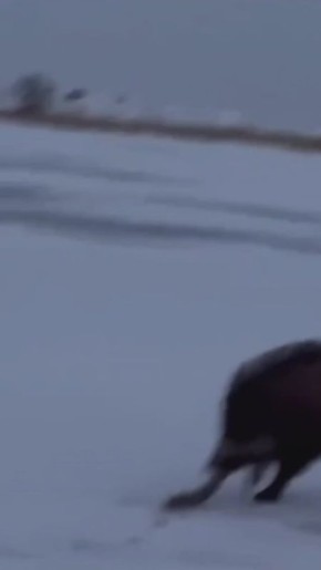 ��� ���� ����� ����: ����� �� ����� ������� ������� �����