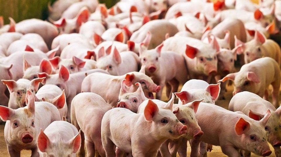 ����������� ���� ������ ����� ����� � 13 ��������� ������� �������