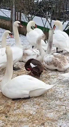 Эта утка думает, что она лебедь и уже второй год зимует в Епархии вместе со стаей