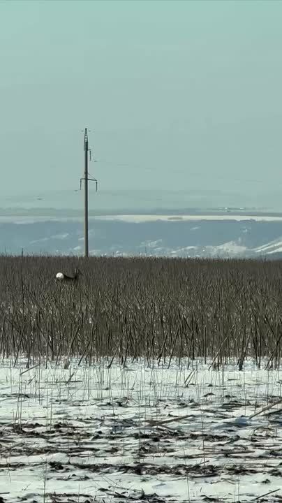 ������� ����� ������� ���������� ������