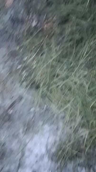 Нутрию-Байдена украли из пруда в селе Красненькое