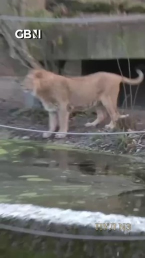 Даже львы знают: выходить на тонкий лёд НЕЛЬЗЯ!