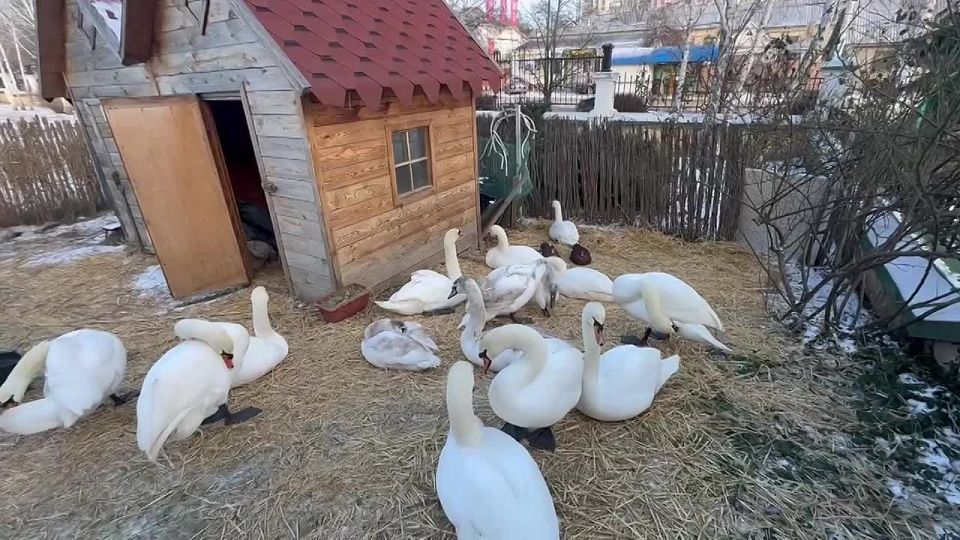 15 лебедей и 2 утки из Екатерининского парка временно обосновались в деревянных домиках