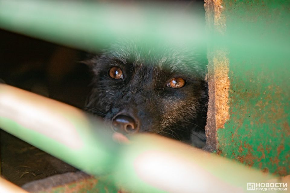 � ������� ������ ����� ������� ���������