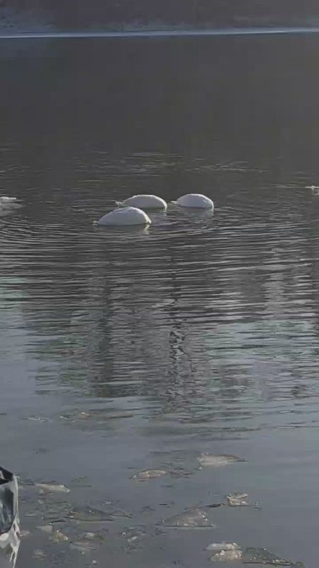 ������ ��������� ��� � ���������