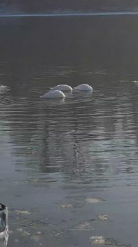 ������ ��������� ��� � ���������