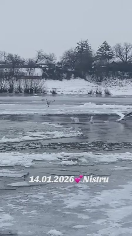 Лёд на Днестре стал взлётной площадкой для лебедей