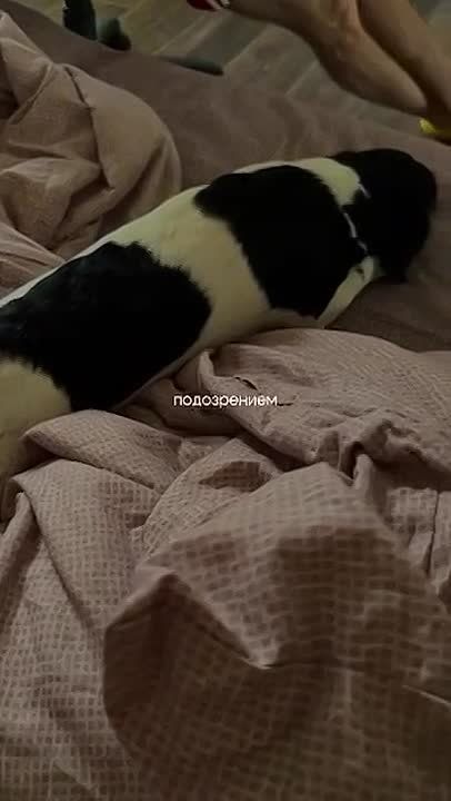 Россиянка два месяца лечилась в больницах из-за своей собаки