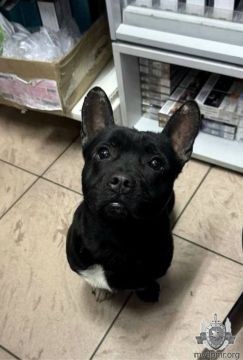 � ��������� ����������� ���������� ������