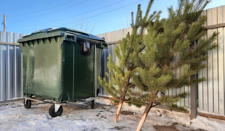 В Тирасполе отслужившие своё новогодние ёлки переработают в дрова и удобрения