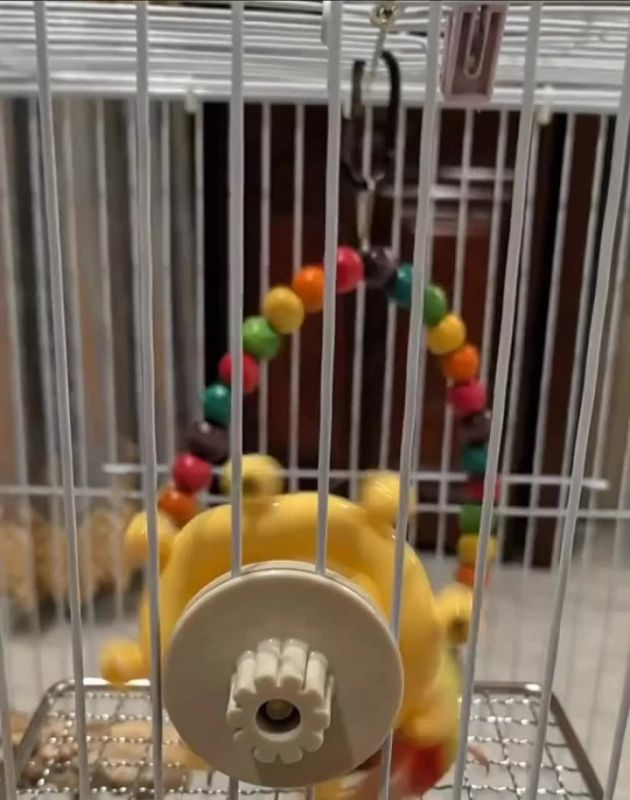 Будьте осторожны, выбирая игрушки для попугая