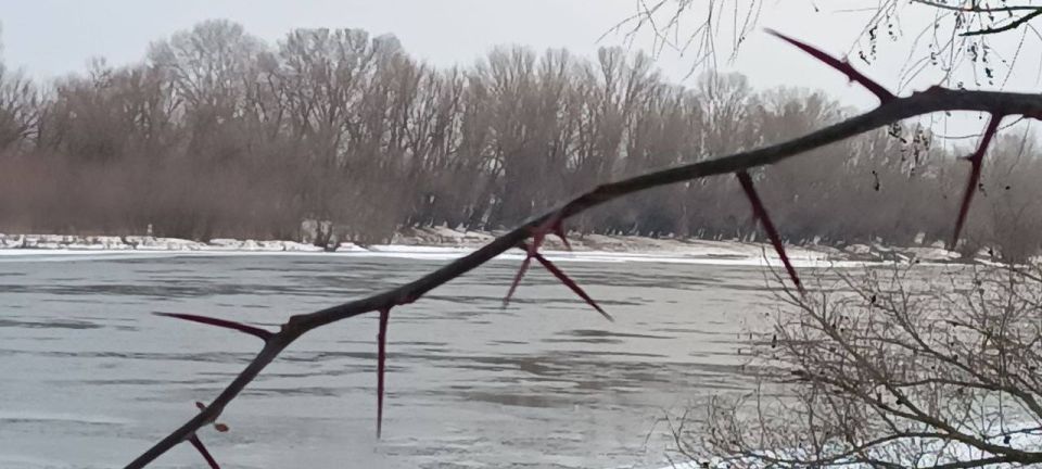 Казалось бы — монохром. Ан нет: цвета жизни есть и в январской студеной палитре