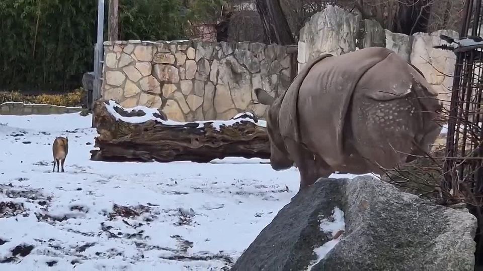 В польском зоопарке оленёнок решил показать, кто главный в вольере, и быканул на огромного двухтонного носорога