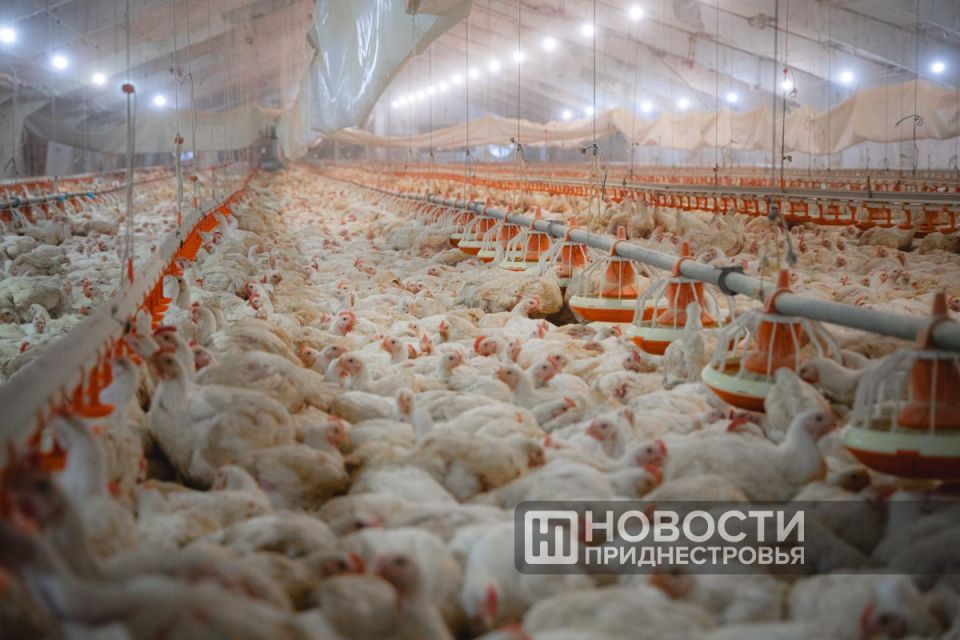 В Молдове — птичий грипп. Вспышка в селе Новые Брынзены Теленешского района