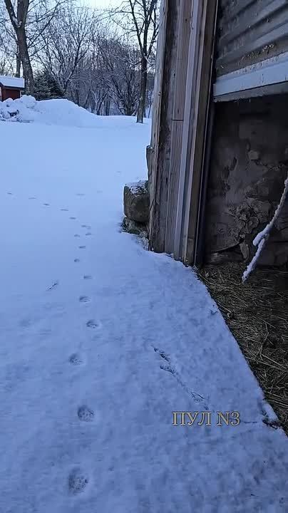 Когда вышел на улицу, а там минус 20: В Белоруссии уткам хватило двух секунд на морозе, чтобы все понять