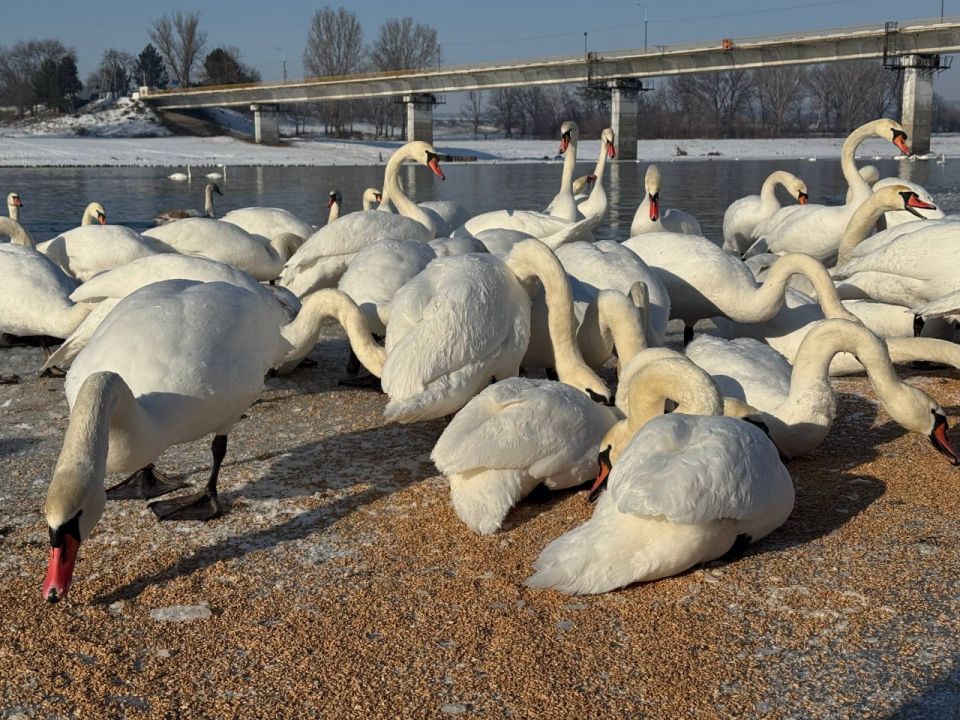 Ученики Каменской школы №2 присоединились к акции помощи лебедям в период сильных морозов