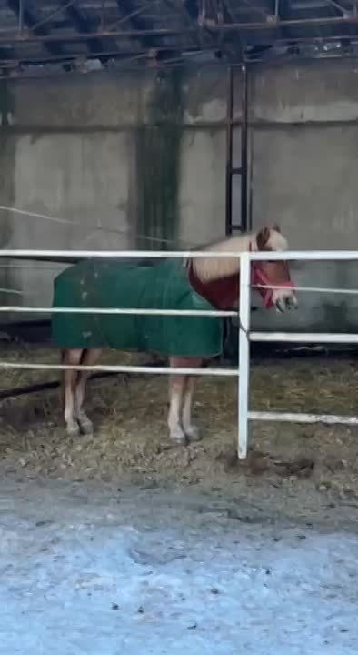 Кони из «Аллюра» надели пальто и легко переносят морозы