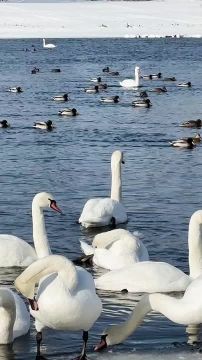 Зимний Днестр и лебеди в кадре Ольги Купцовой