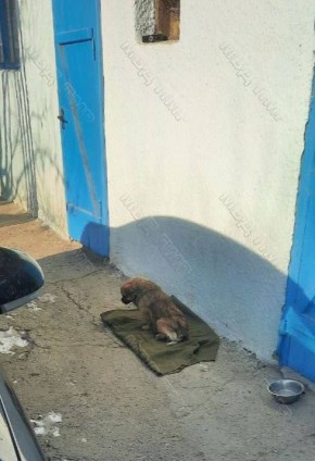 Подстрелил пекинеса. Сельчанин из Каменского района подстрелил из пневматического ружья соседского пса