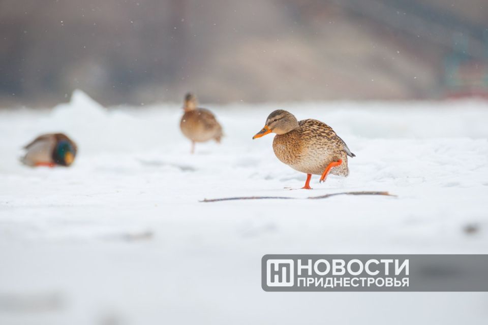Гидрометцентр: на следующей неделе потеплеет